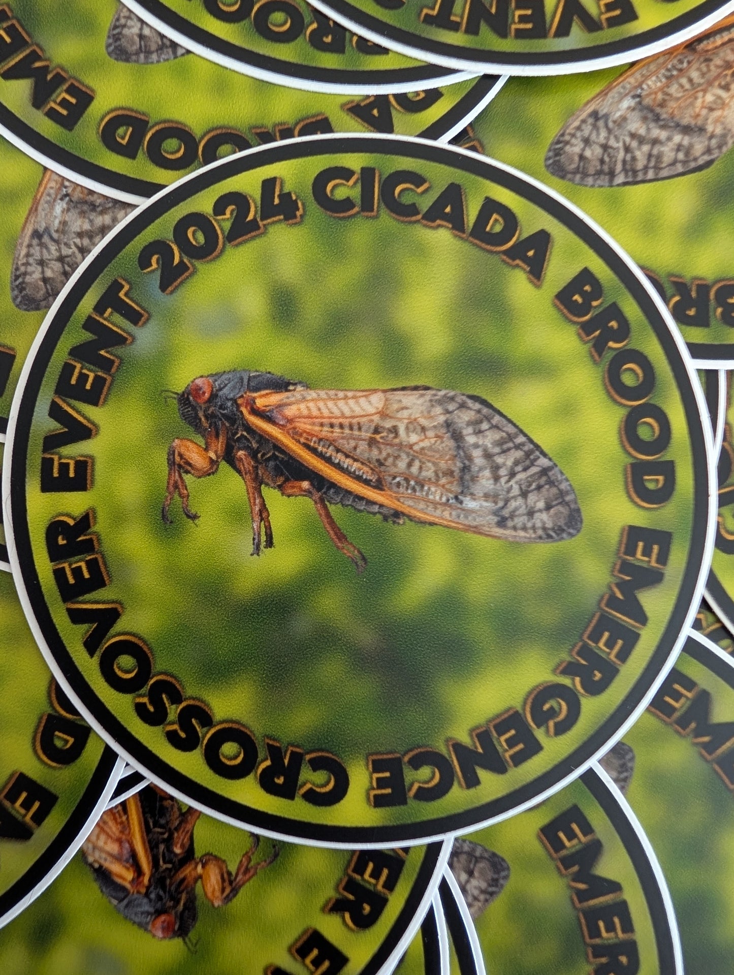 Cicada 2024 Double Brood Emergence Sticker