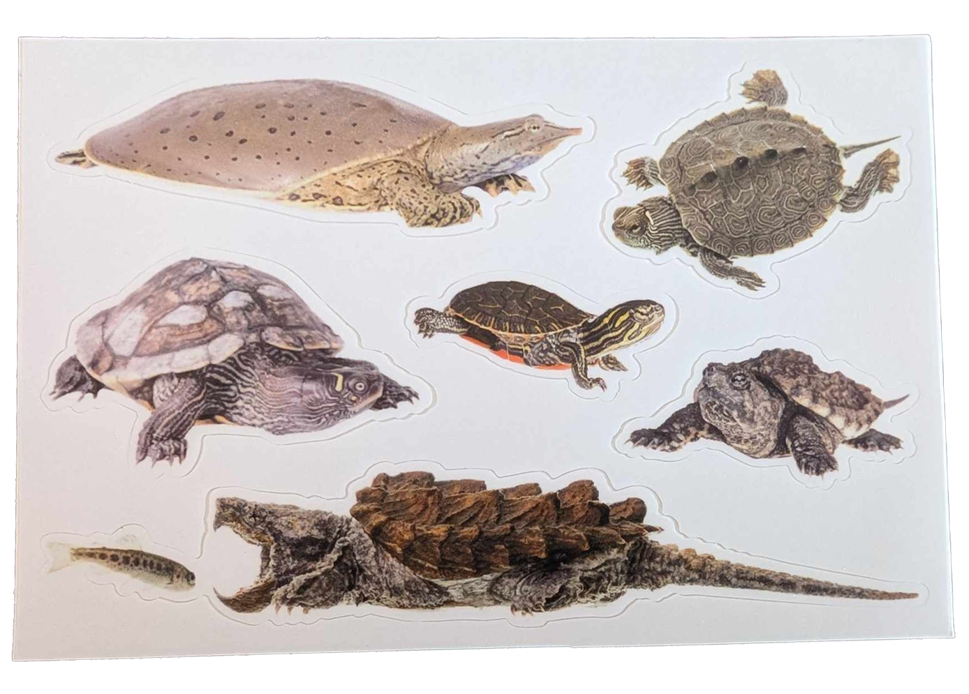 Turtle Sticker Sheet