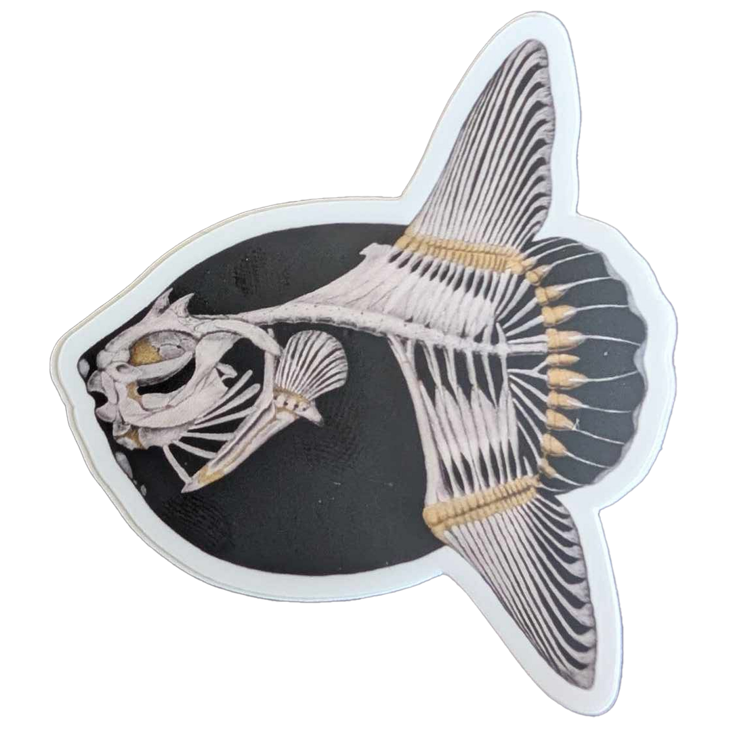 Mola Mola Skeleton Sticker