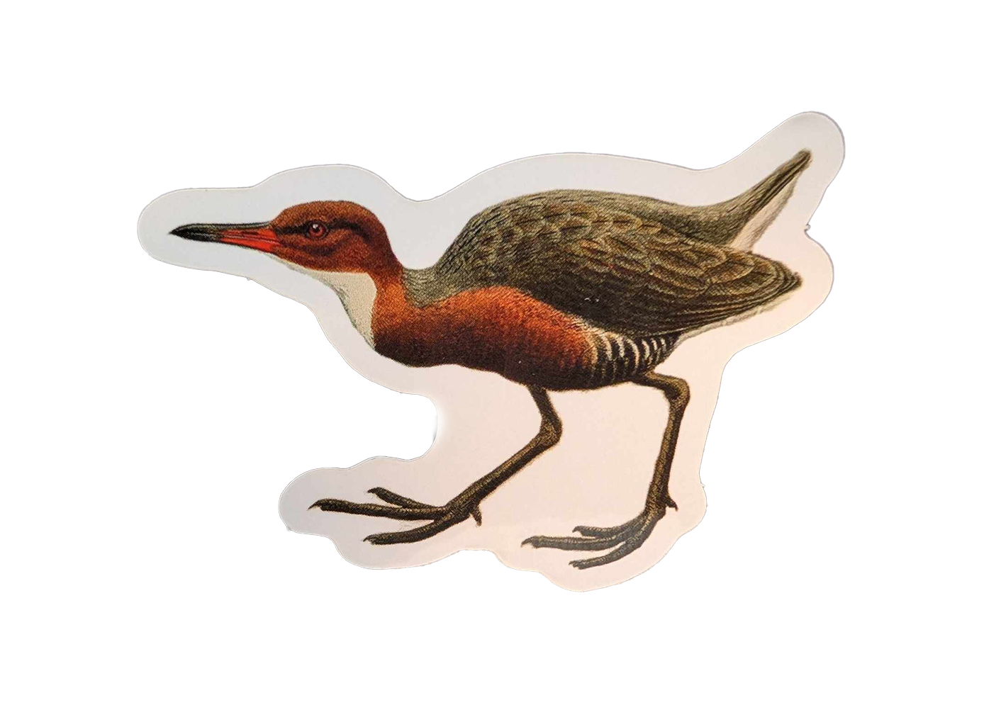 Re-evolving Rail Sticker