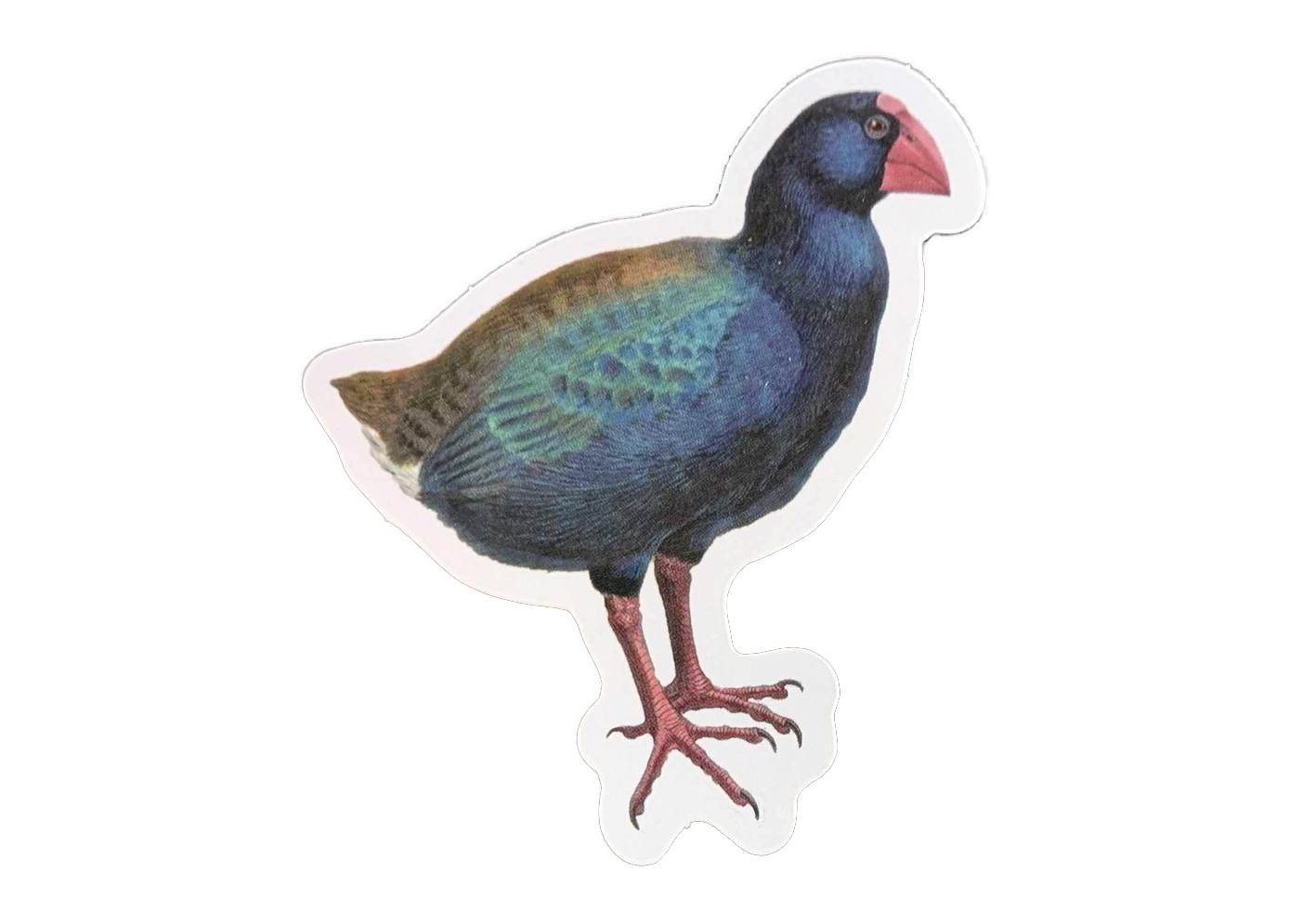 Takahe Sticker
