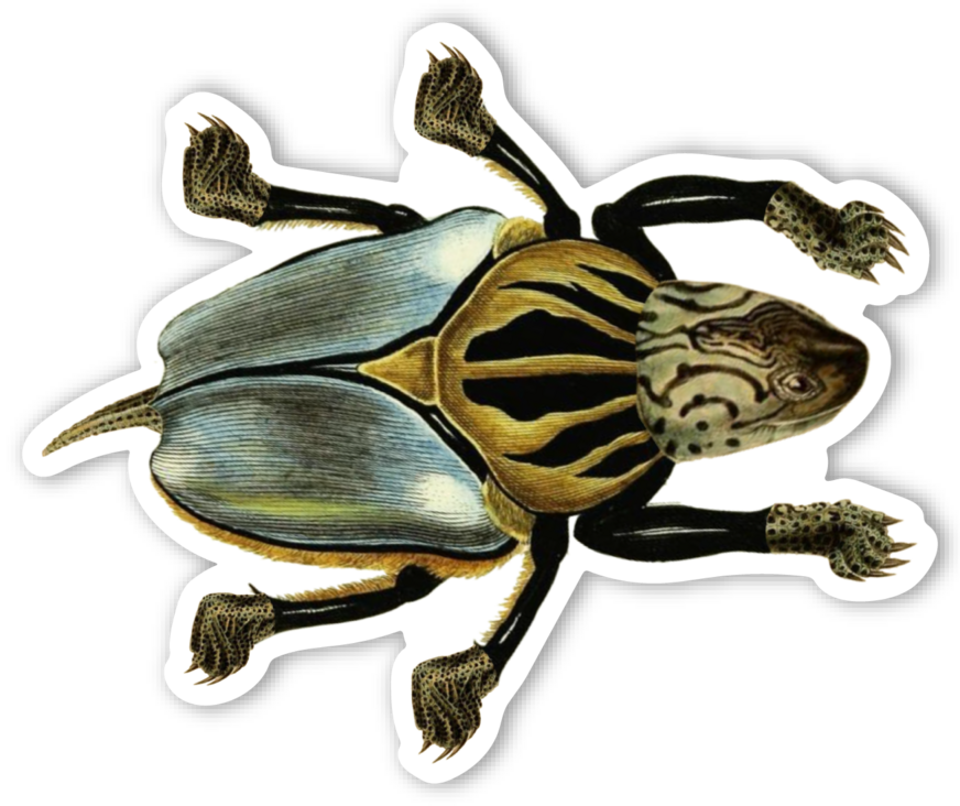 Beetle Turtle Magnet