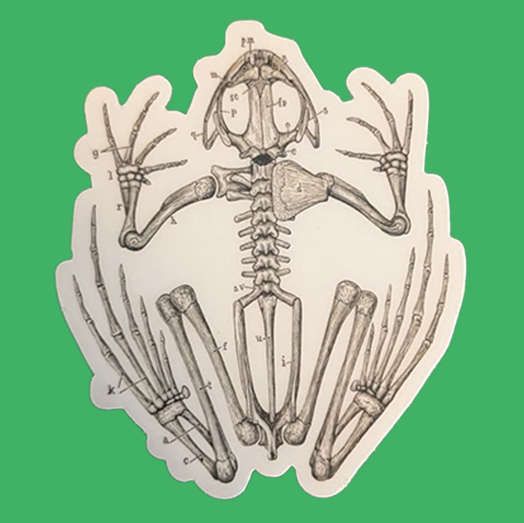 Frog Skeleton Sticker