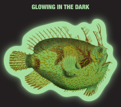 Glow in the Dark Anglerfish Sticker
