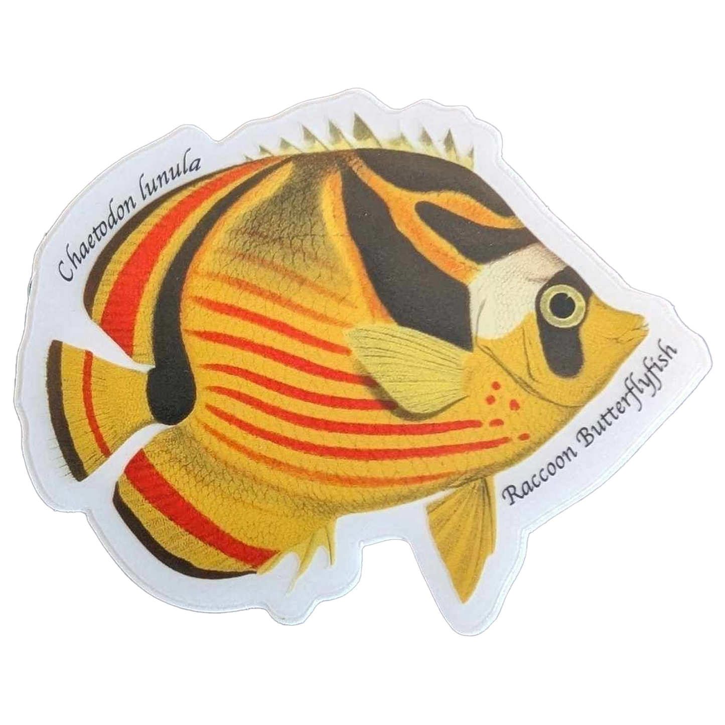 Raccoon Butterflyfish Sticker