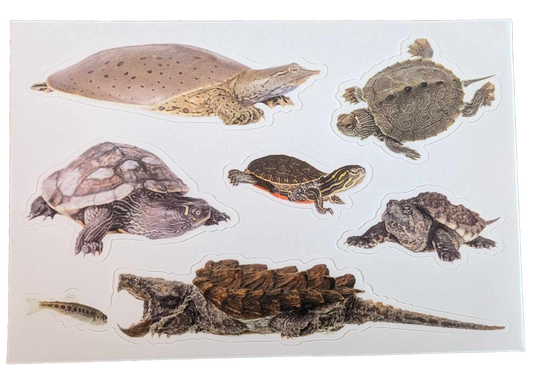 Turtle Sticker Sheet