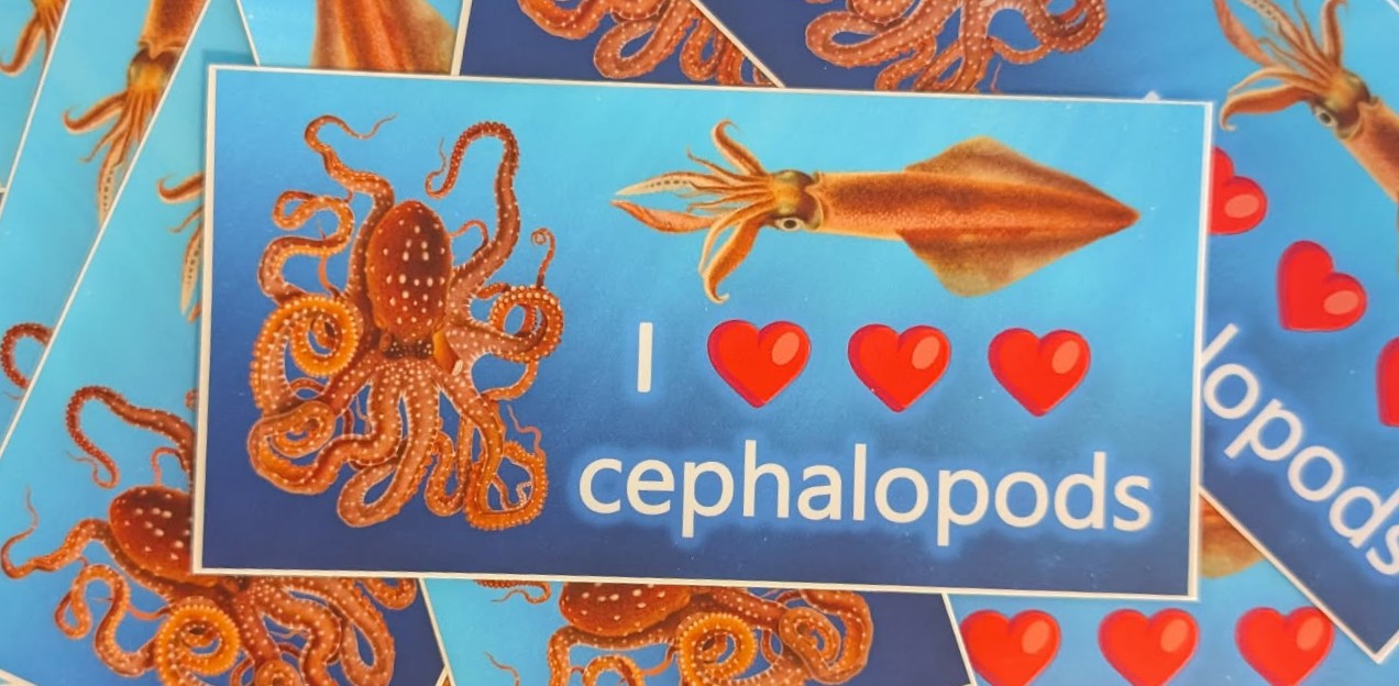 I <3 Cephalopods | Bumper Sticker