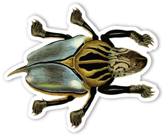 Beetle Turtle Magnet