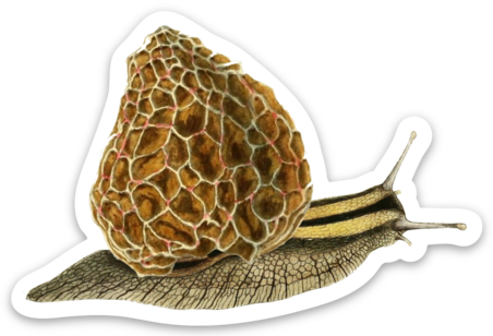 Morel Snushroom Magnet